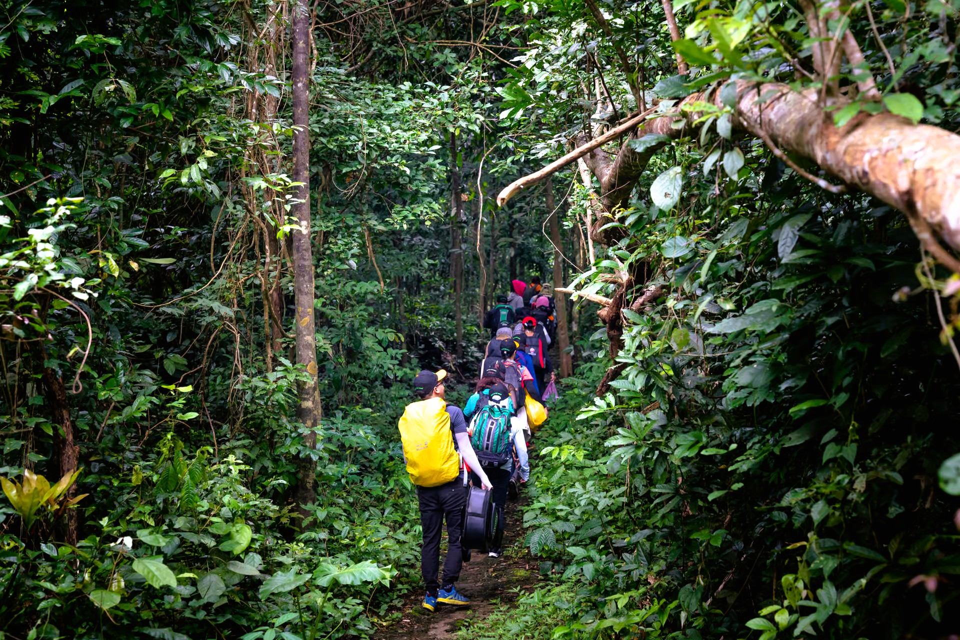 Hikers following a narrow path through dense forest