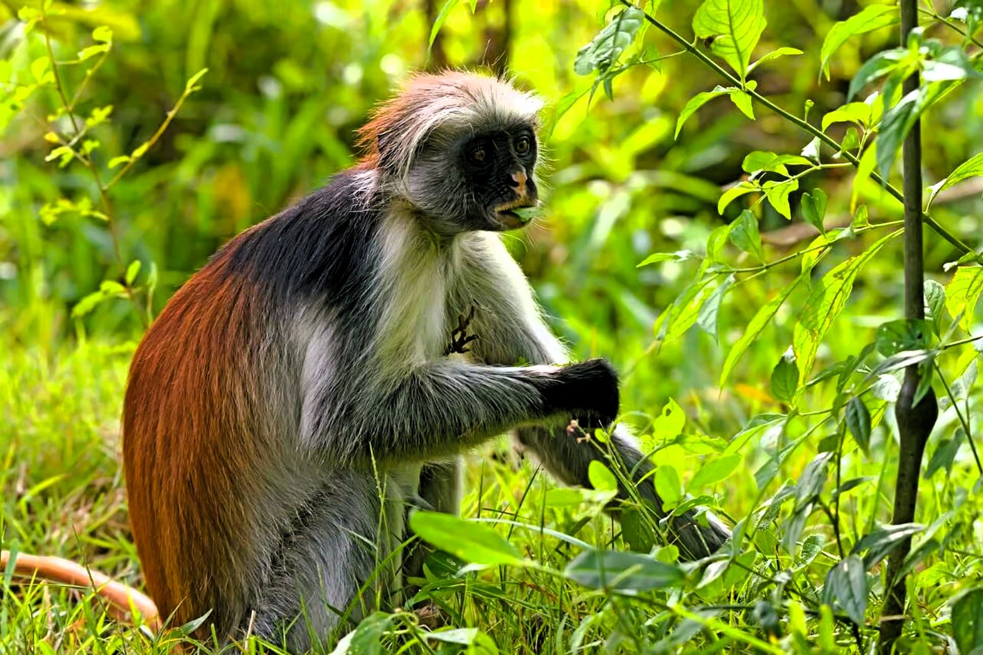 Red colobus monkey sitting among green leaves