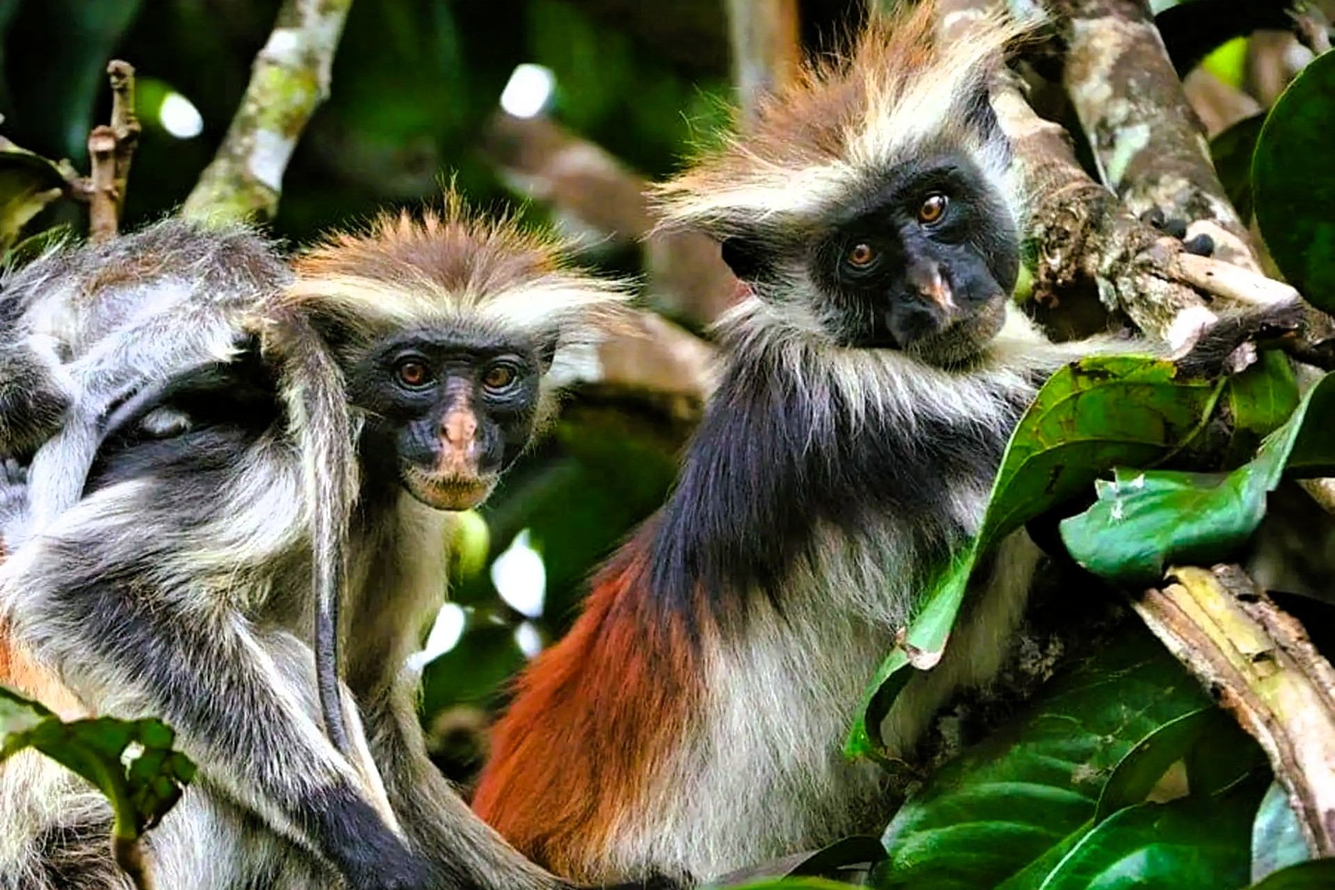 Two red colobus monkeys resting on branches