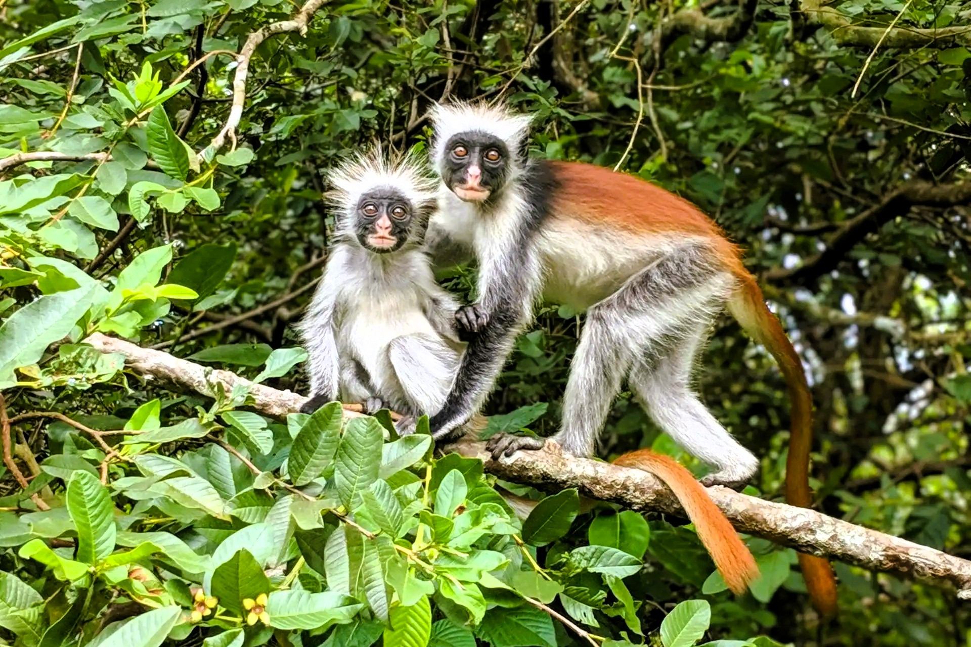 Adult red colobus monkey with a young monkey on a branch