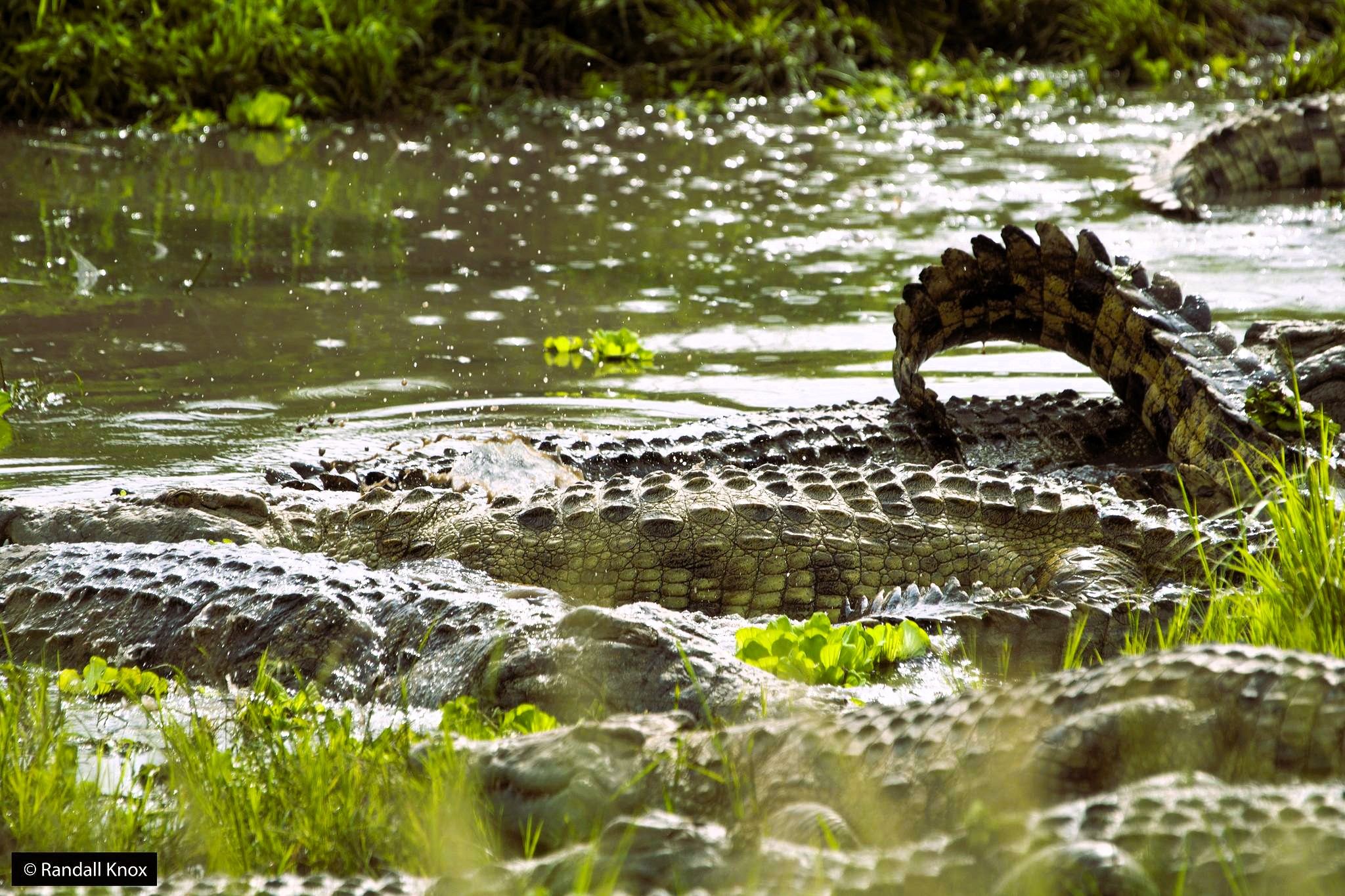 Crocodiles lying together in shallow water