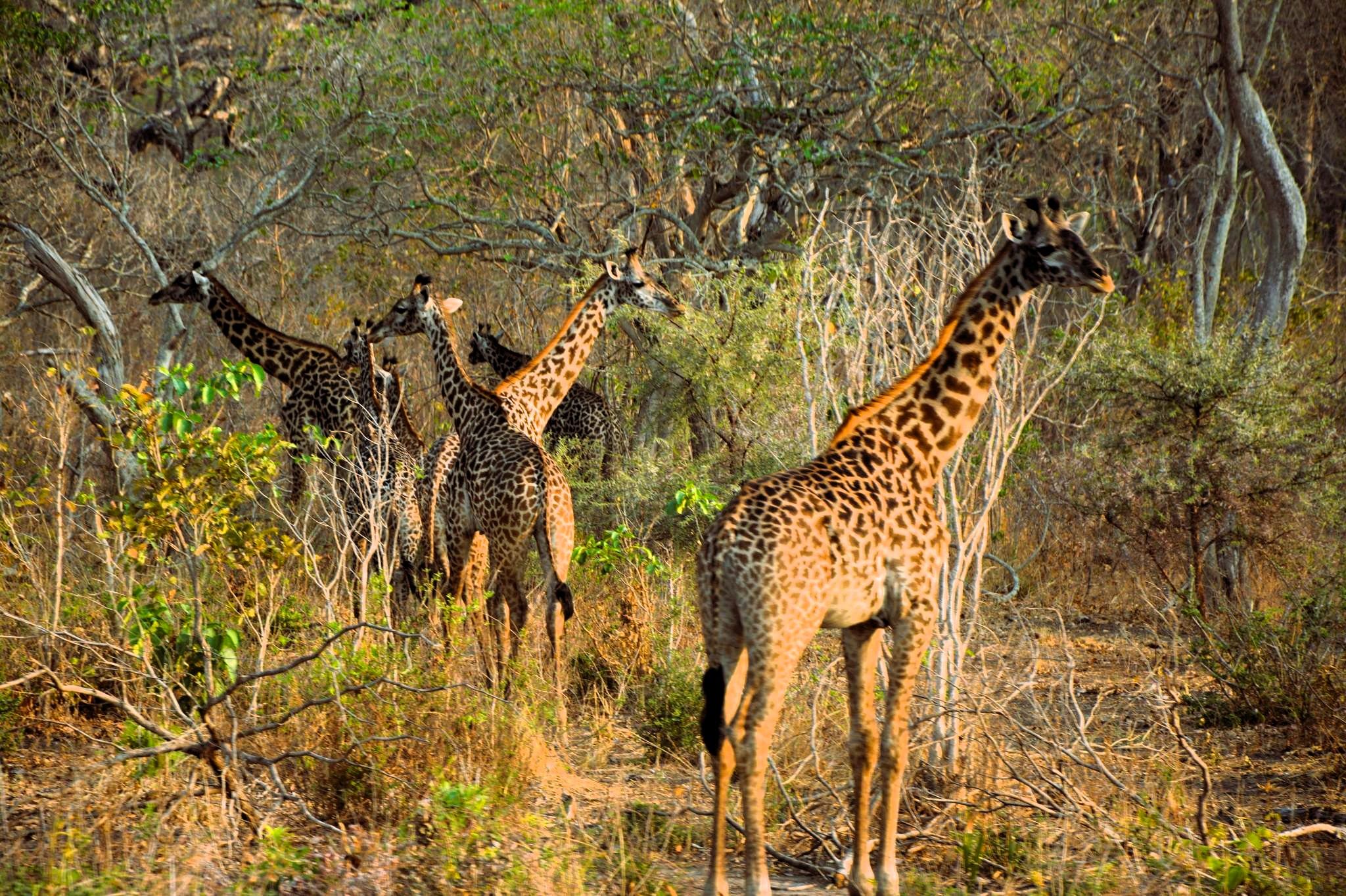 Giraffes standing among sparse trees