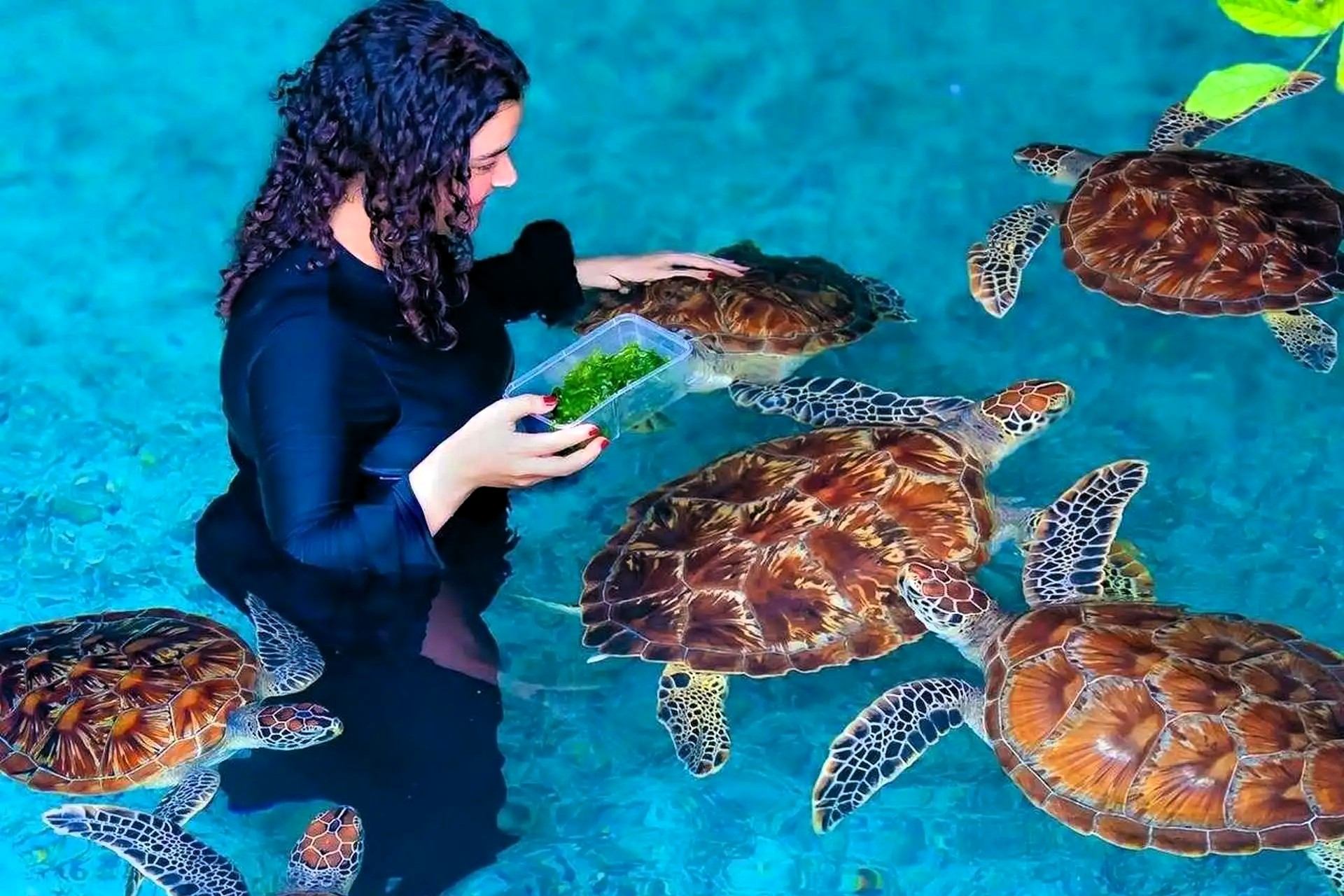 Visitor swimming beside sea turtles in clear blue water