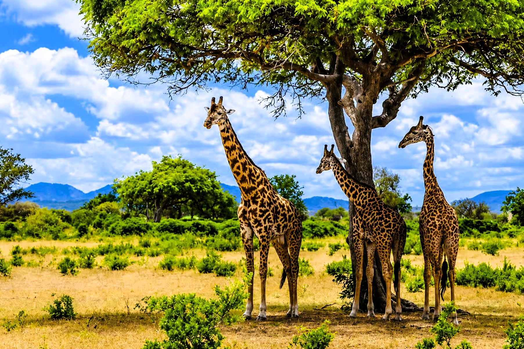 Three giraffes standing under a wide tree