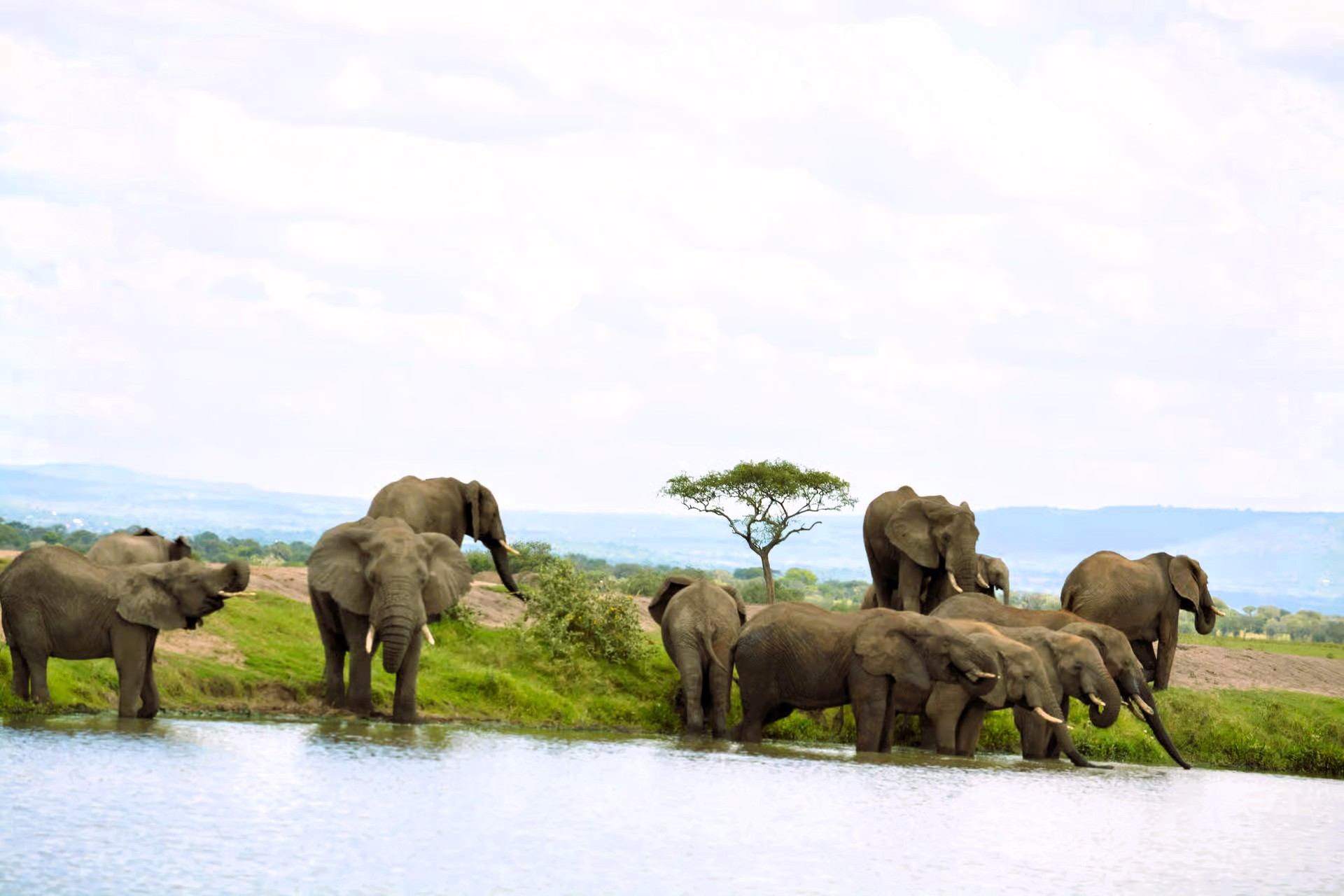 Elephant herd standing beside a waterhole