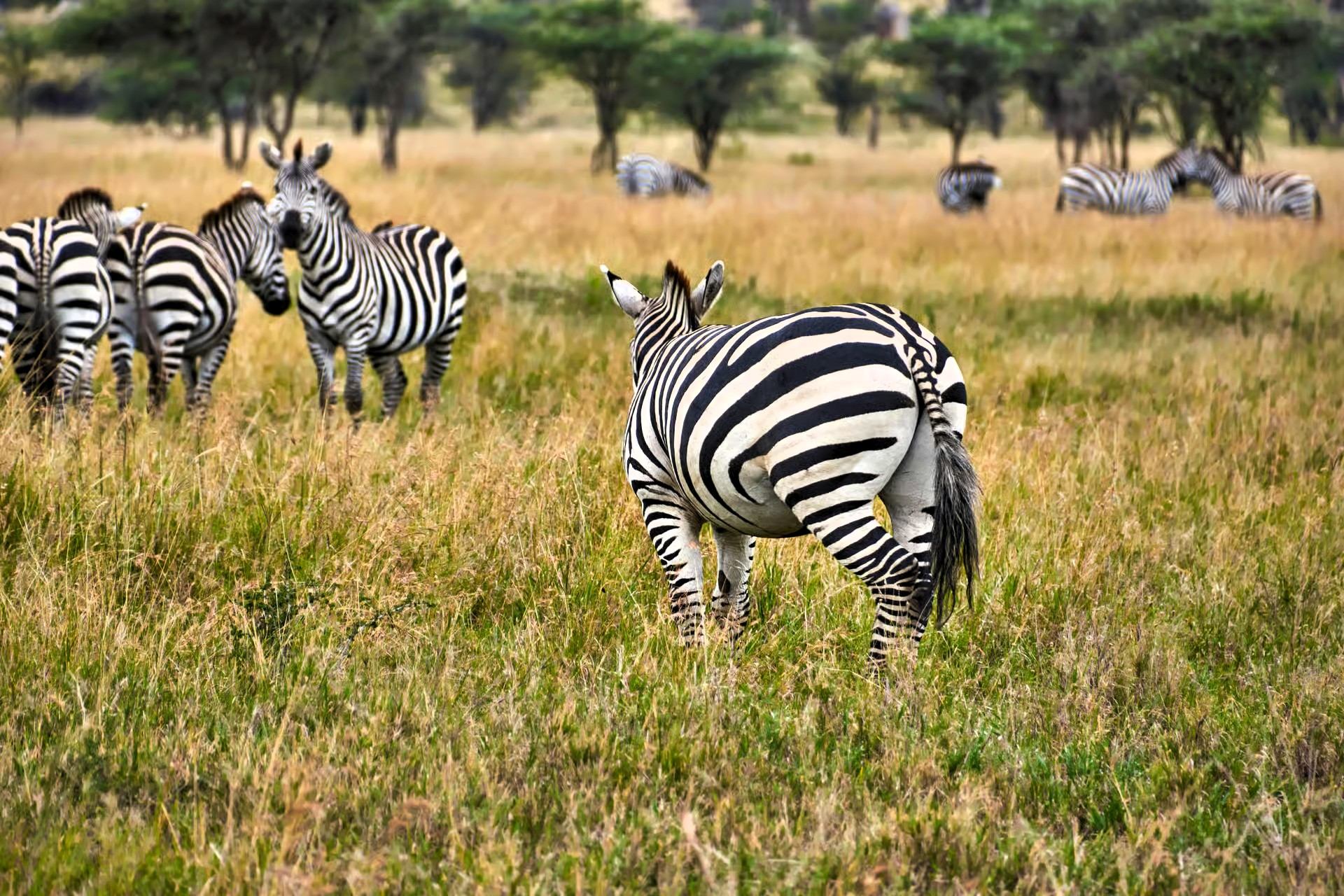 Zebras grazing across green savannah