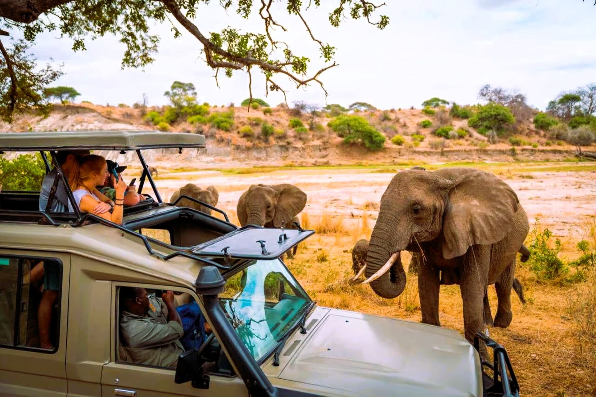 Elephants beside an open safari vehicle