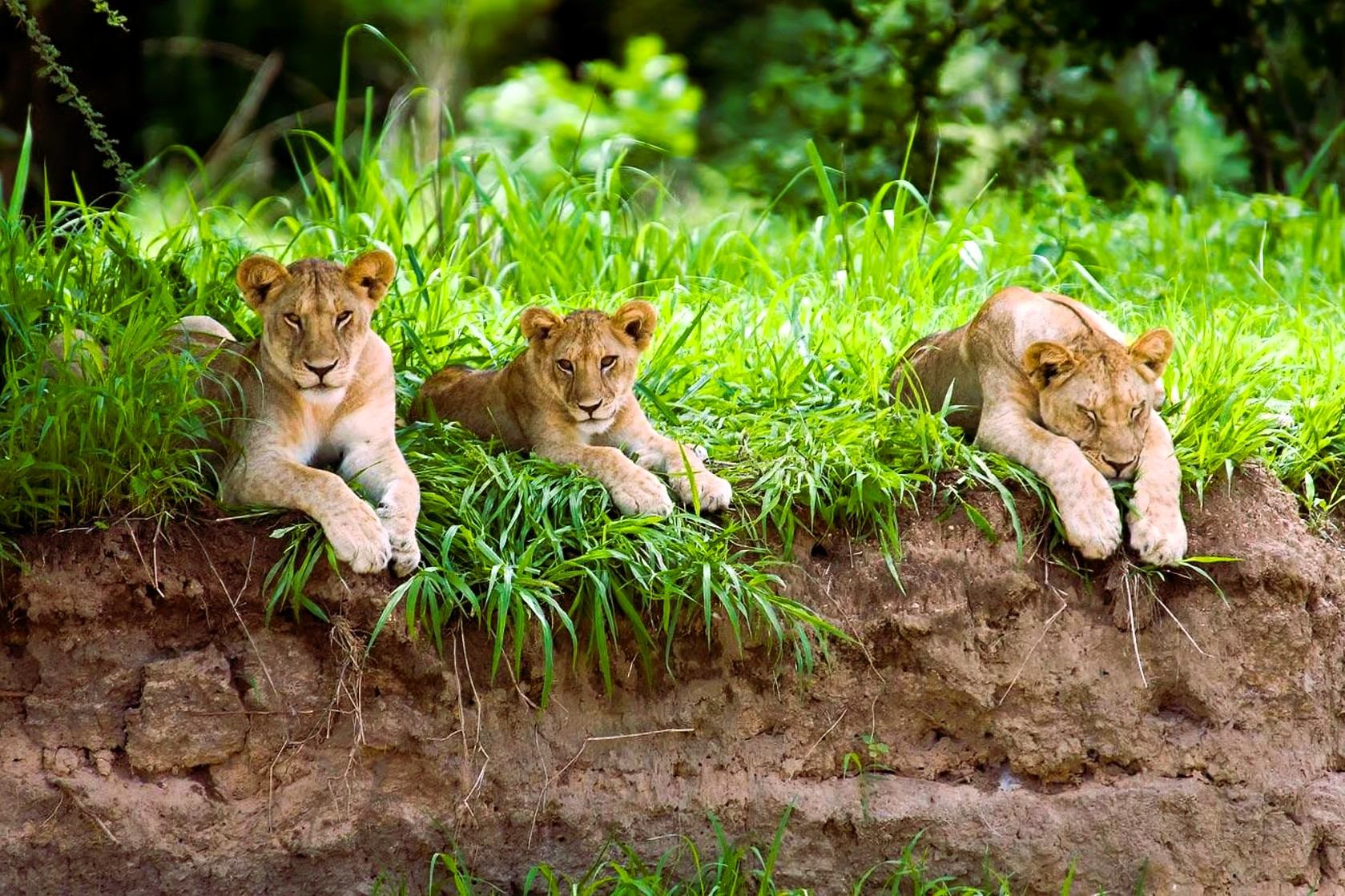 Three lion cubs resting beside a grassy riverbank