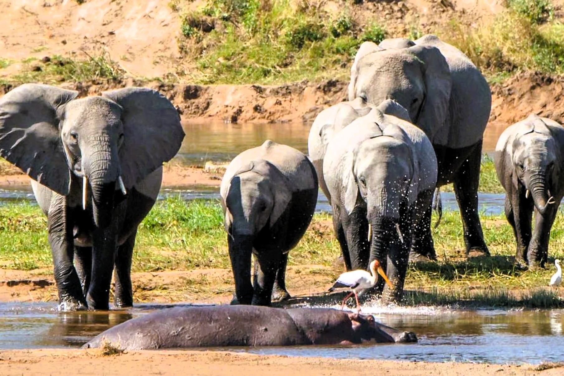 Elephant herd drinking at a waterhole