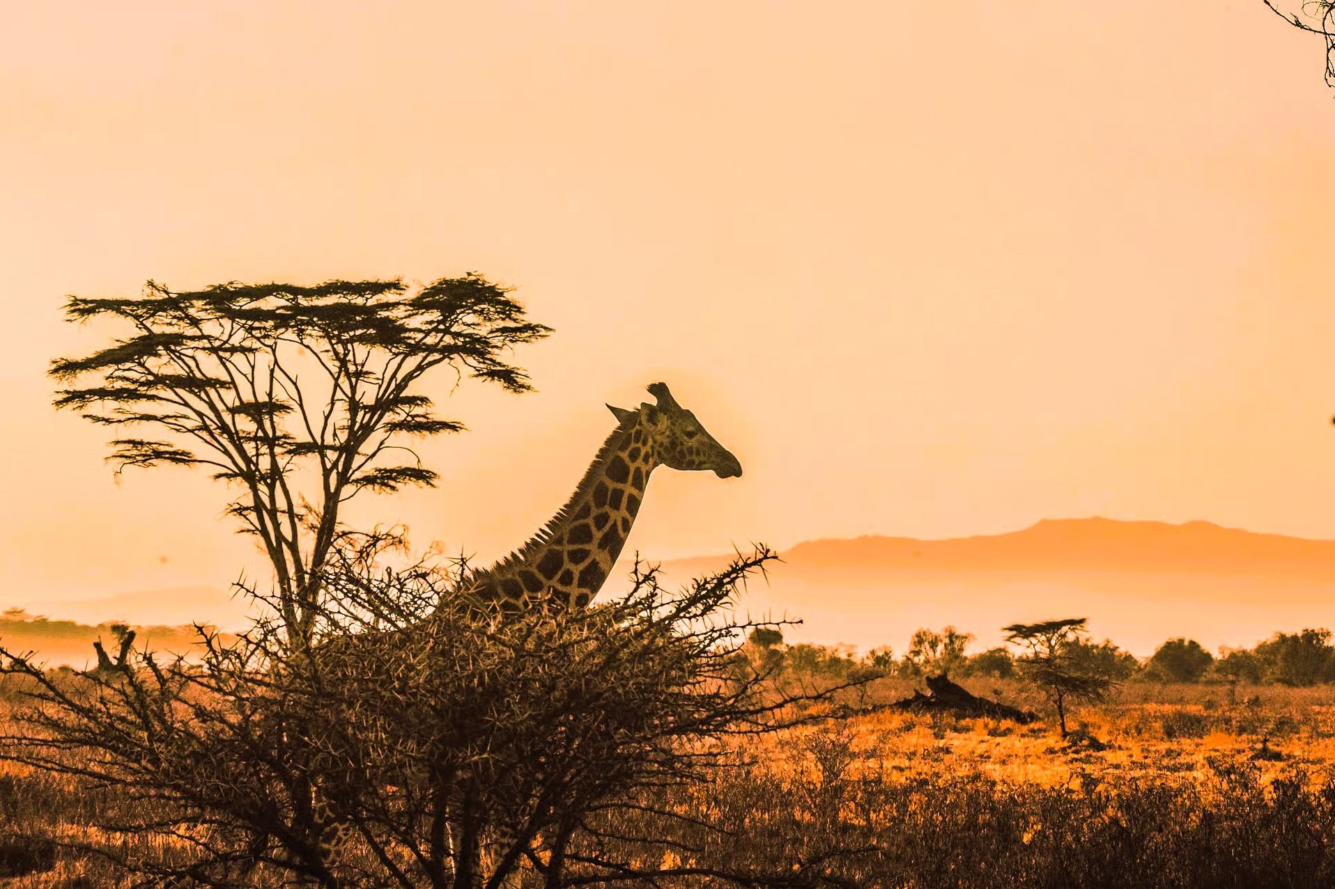 Giraffe beside an acacia tree at sunset