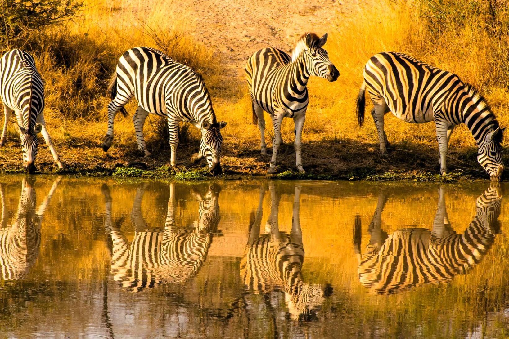 Zebras reflected in a waterhole at golden hour