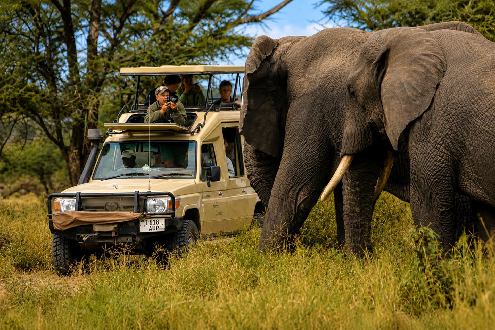 Elephant beside a safari vehicle under trees